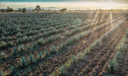 Croissance de la tequila alimentée par la nouveauté, l’exotisme et la provenance – et les millennials
