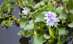 Comment les jacinthes d’eau alimentent la production de gin au Cambodge