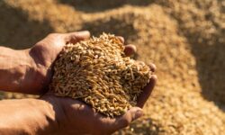 Heineken ouvre la voie à l&rsquo;agriculture régénérative pour prospérer au Royaume-Uni