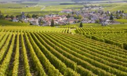Le Crémant de Bourgogne entame sa récolte la plus précoce