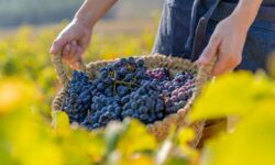 Alsace : la vendange la plus précoce de son histoire grâce à la maturation précoce du vignoble