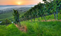 La France réforme le catalogue officiel des plants de vigne qui régit le vignoble
