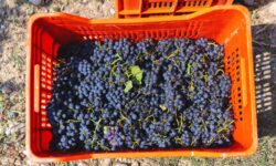 Le changement climatique menace le style historique des vins de Bourgogne