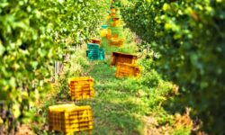 Pourquoi deux vendangeurs sont morts en Champagne pendant les vendanges?