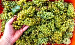 Productivité des vendangeurs à la pièce en Champagne : chute jusqu’à 50 %