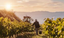 Vendange catalane : avance confirmée après avoir franchi 126,8 millions de kilos en cave