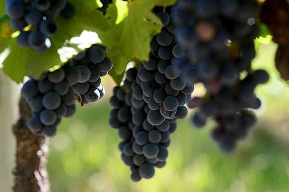 pinot2.jpg