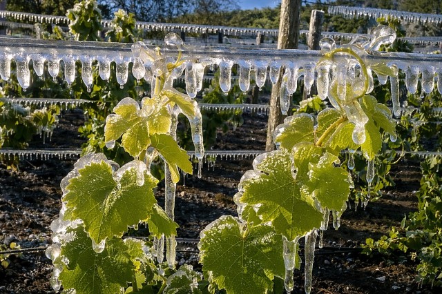 spring_frost_patagonia_vineyards.jpg