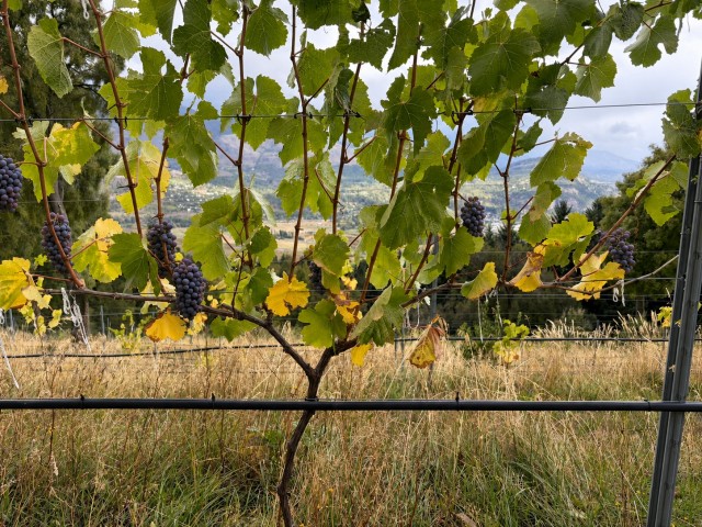 andean_foothills_pinot_noir.jpg