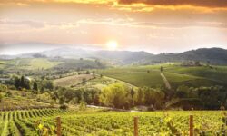 73 % des vignerons du sud du Rhône adoptent des mesures d&rsquo;adaptation au changement climatique