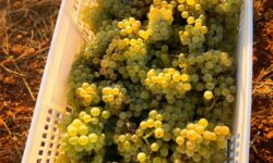 Bordeaux avance de deux semaines son calendrier des vendanges