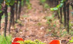 Champagne enregistre son rendement le plus bas de l&rsquo;ère moderne