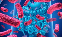 Découverte d’un probiotique qui réduit les dommages de l’alcool sur l’intestin et le foie