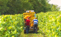 Italie : la vendange la plus précoce du siècle en raison de la chaleur extrême