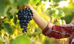 L&rsquo;Italie affronte la vendange avec un embouteillage historique de vin rouge dans les caves