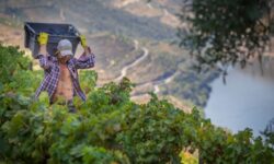 Le Douro fait face à un excédent pouvant atteindre 60 000 pipas de raisin sans débouché commercial