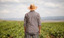 Le vignoble professionnel de Rioja peut-il survivre après six campagnes de perte de rentabilité ?
