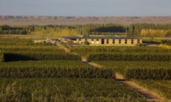 Pourquoi le Pinot Noir de Patagonie trouve sa place dans un marché en mutation